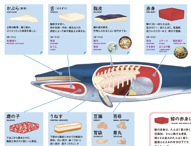 くじらの部位と食べ方